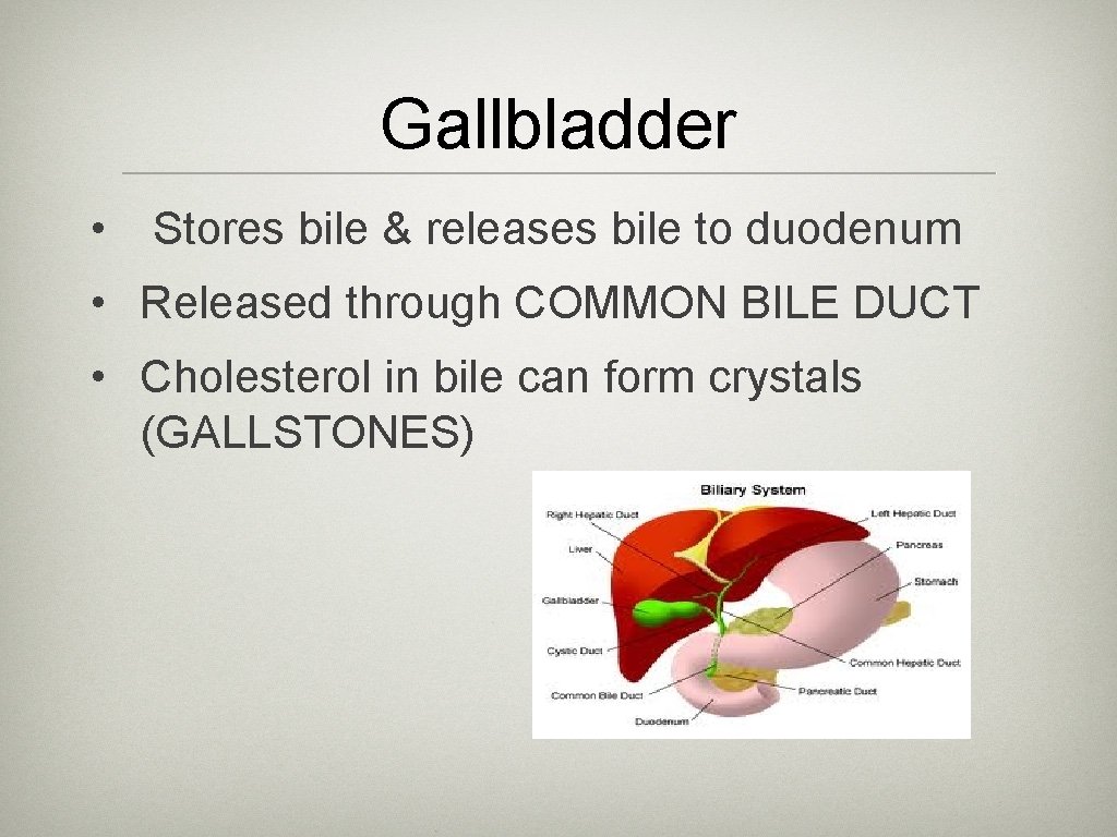 Gallbladder • Stores bile & releases bile to duodenum • Released through COMMON BILE