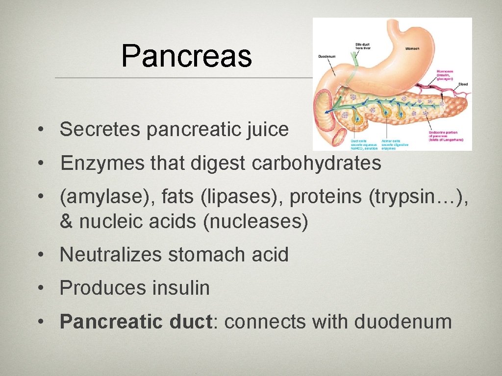 Pancreas • Secretes pancreatic juice • Enzymes that digest carbohydrates • (amylase), fats (lipases),