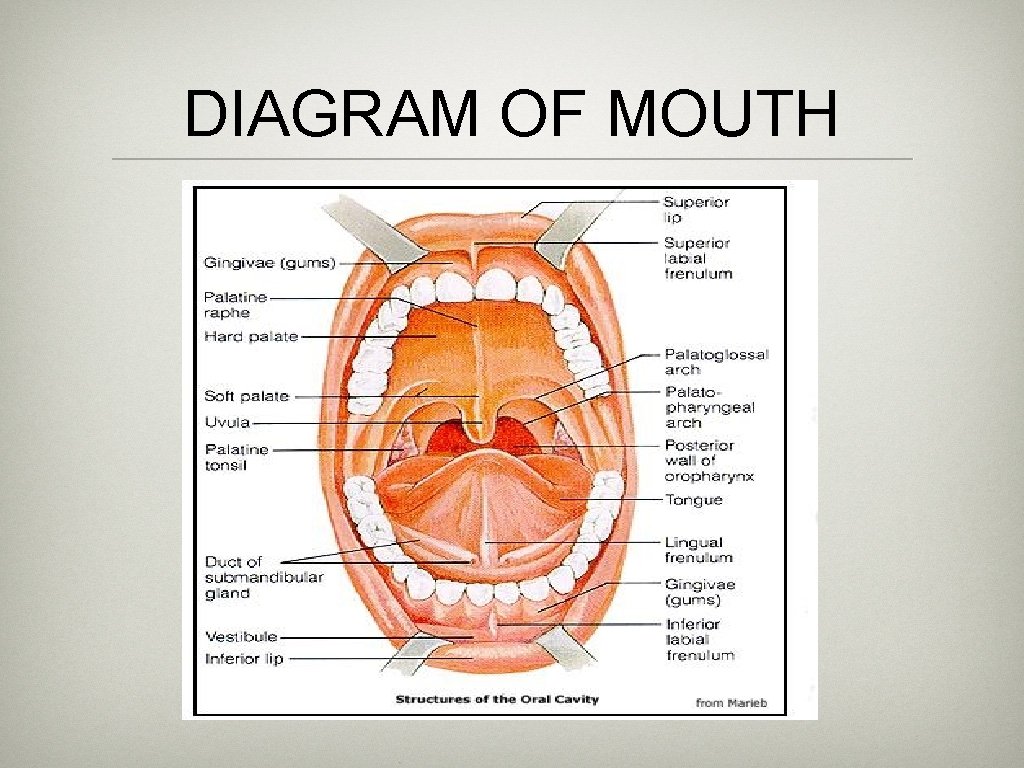 DIAGRAM OF MOUTH 