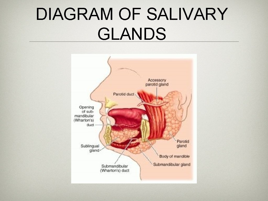 DIAGRAM OF SALIVARY GLANDS 