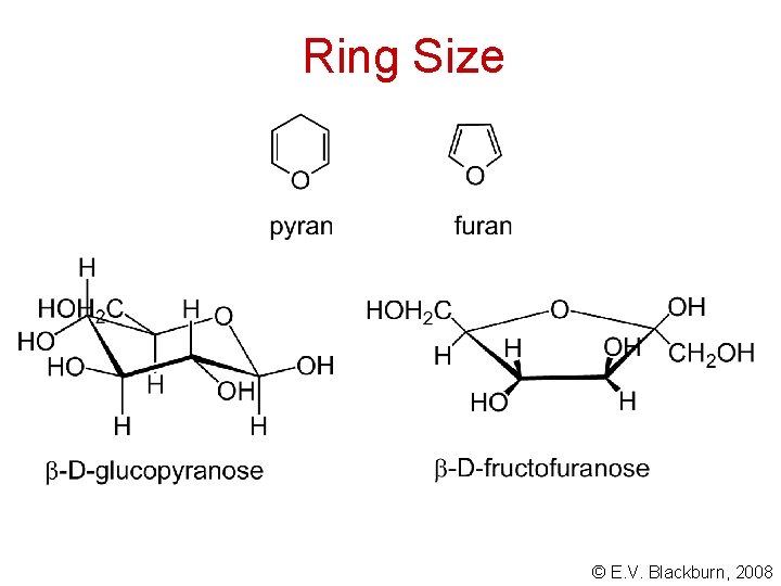 Ring Size © E. V. Blackburn, 2008 