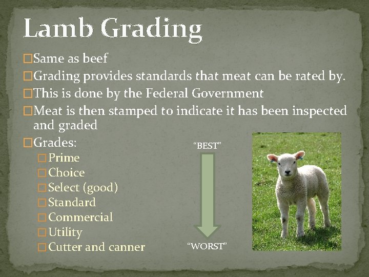 Lamb Grading �Same as beef �Grading provides standards that meat can be rated by.