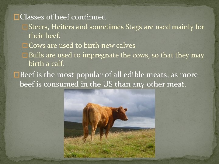 �Classes of beef continued � Steers, Heifers and sometimes Stags are used mainly for