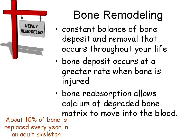 Bone Remodeling • constant balance of bone deposit and removal that occurs throughout your