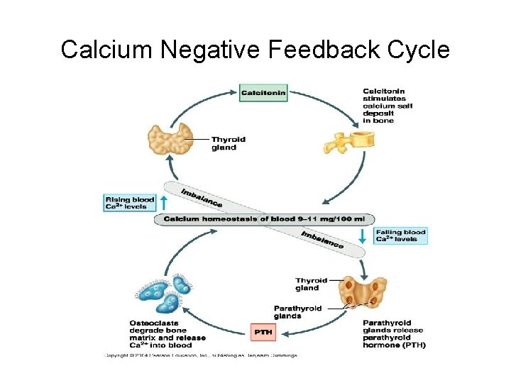 Calcium Negative Feedback Cycle 