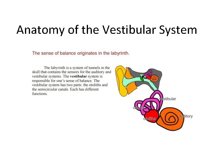 Anatomy of the Vestibular System Anatomy of the Vestibular System