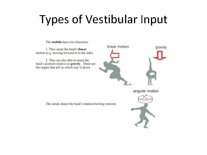 Types of Vestibular Input Types of Vestibular Input