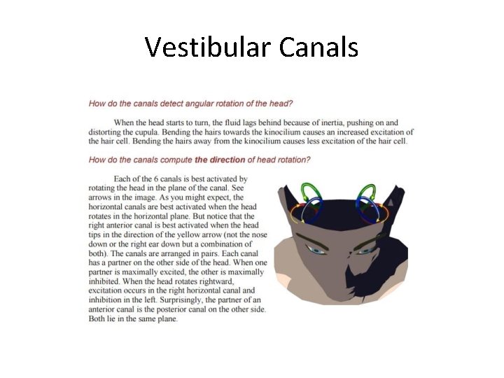 Vestibular Canals Vestibular Canals