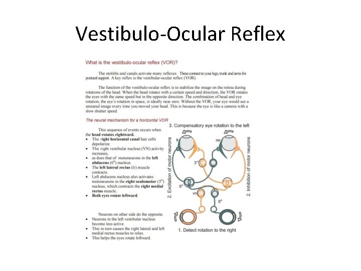 Vestibulo-Ocular Reflex Vestibulo-Ocular Reflex