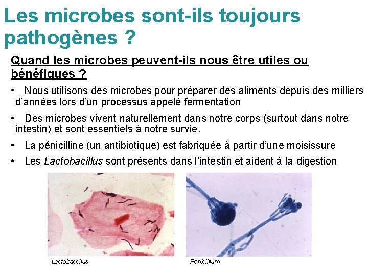 Les microbes sont-ils toujours pathogènes ? Quand les microbes peuvent-ils nous être utiles ou