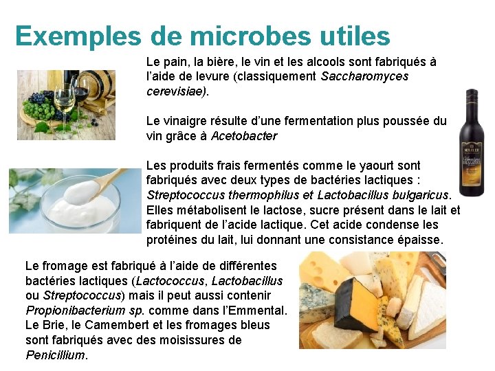 Exemples de microbes utiles Le pain, la bière, le vin et les alcools sont