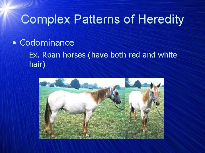 Complex Patterns of Heredity • Codominance – Ex. Roan horses (have both red and