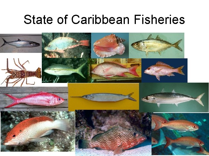 State of Caribbean Fisheries 