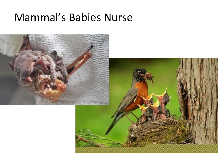 Mammal’s Babies Nurse 