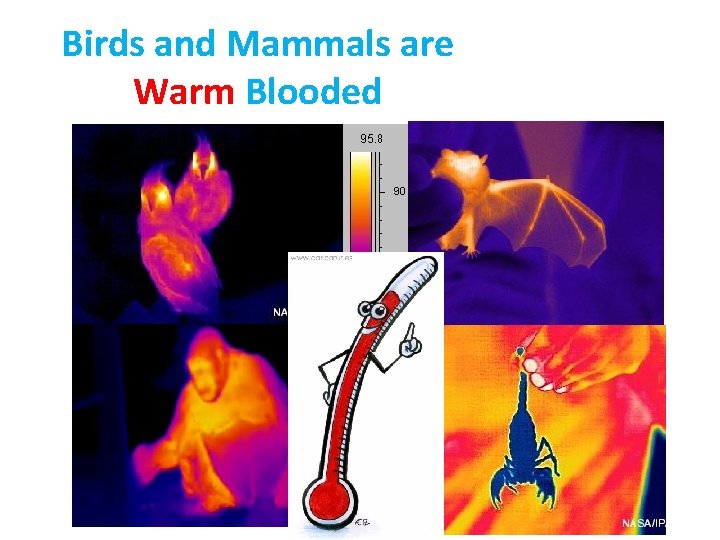 Birds and Mammals are Warm Blooded bat 