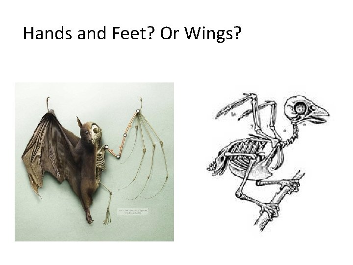 Hands and Feet? Or Wings? 