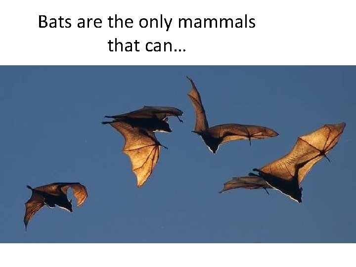 Bats are the only mammals that can… 