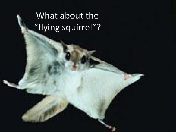 What about the “flying squirrel”? 