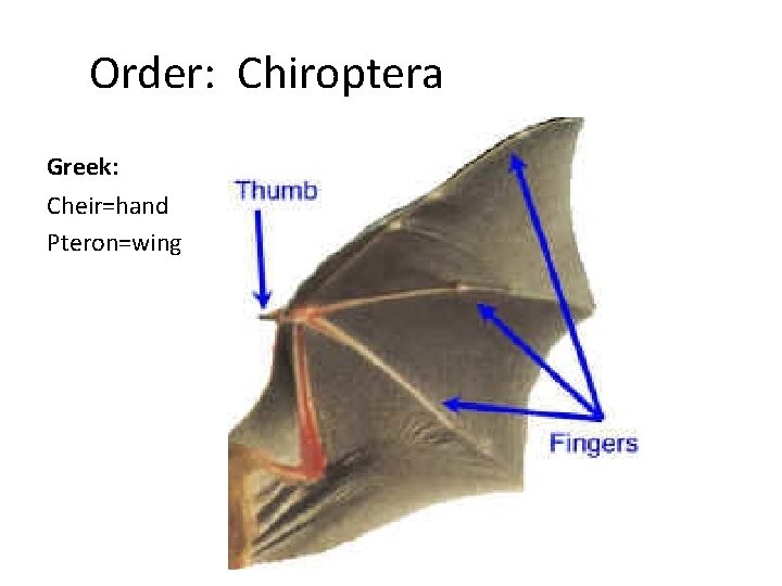 Order: Chiroptera Greek: Cheir=hand Pteron=wing 