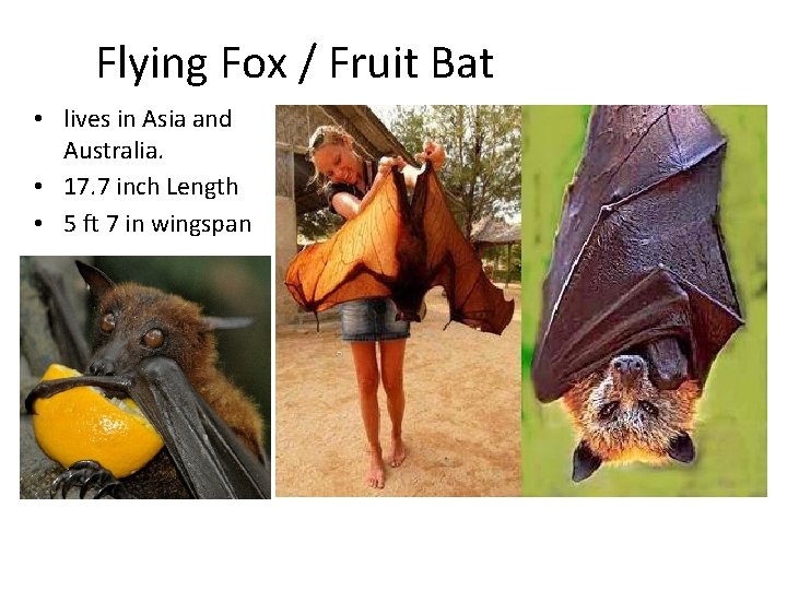 Flying Fox / Fruit Bat • lives in Asia and Australia. • 17. 7
