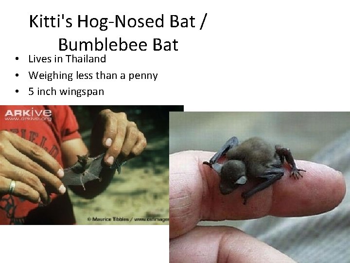 Kitti's Hog-Nosed Bat / Bumblebee Bat • Lives in Thailand • Weighing less than