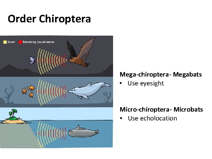 Order Chiroptera Mega-chiroptera- Megabats • Use eyesight Micro-chiroptera- Microbats • Use echolocation 