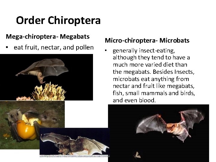 Order Chiroptera Mega-chiroptera- Megabats • eat fruit, nectar, and pollen Micro-chiroptera- Microbats • generally