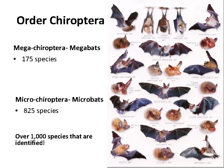 Order Chiroptera Mega-chiroptera- Megabats • 175 species Micro-chiroptera- Microbats • 825 species Over 1,