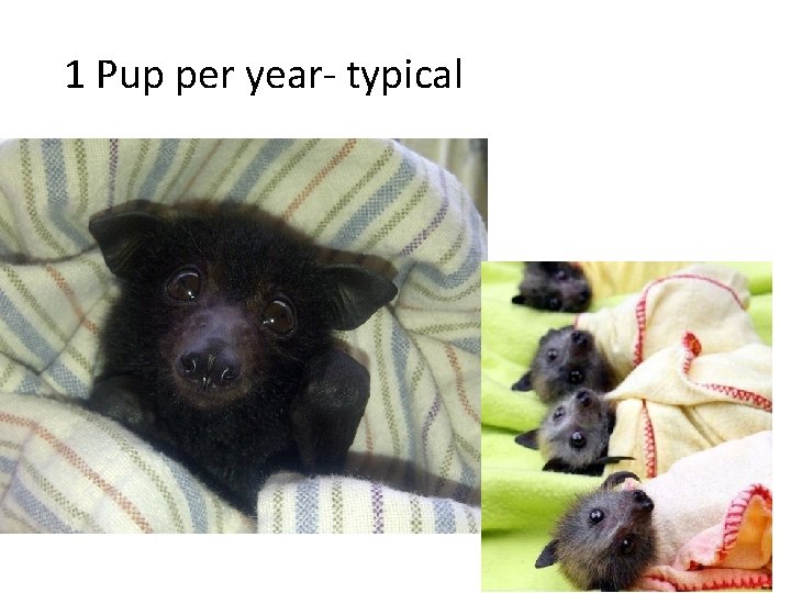 1 Pup per year- typical 