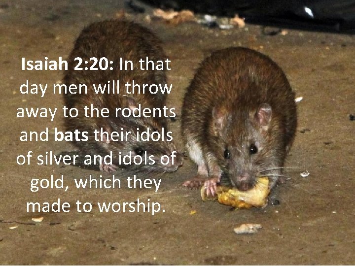 Isaiah 2: 20: In that day men will throw away to the rodents and