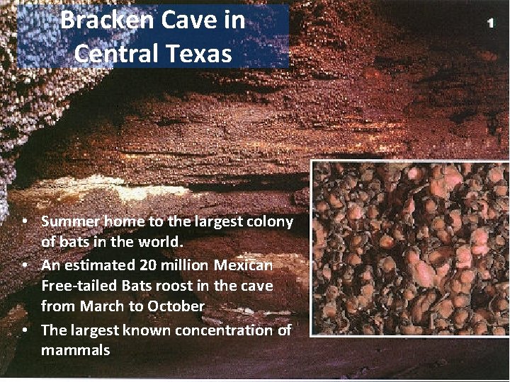 Bracken Cave in Central Texas • Summer home to the largest colony of bats