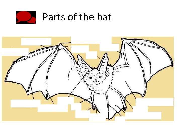 Parts of the bat Thumb (first finger) Second Finger Third Finger Fourth Finger Forearm