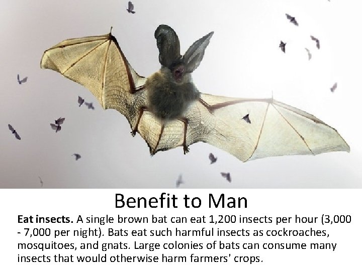 Benefit to Man Eat insects. A single brown bat can eat 1, 200 insects