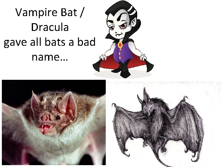 Vampire Bat / Dracula gave all bats a bad name… 