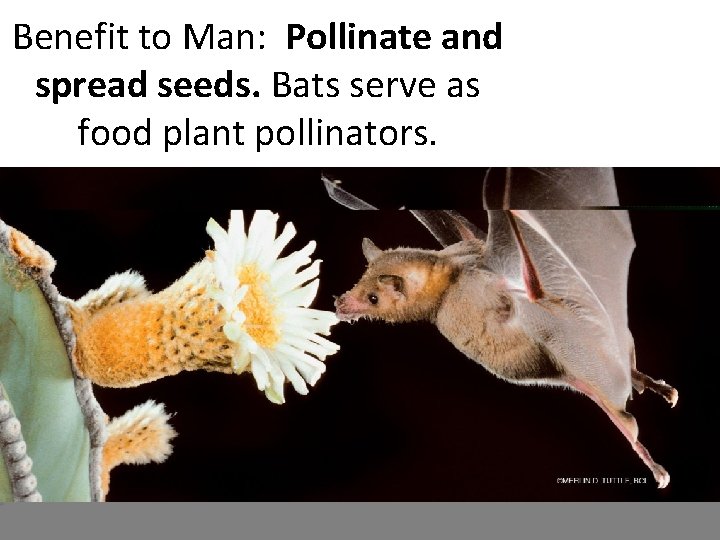 Benefit to Man: Pollinate and spread seeds. Bats serve as food plant pollinators. 