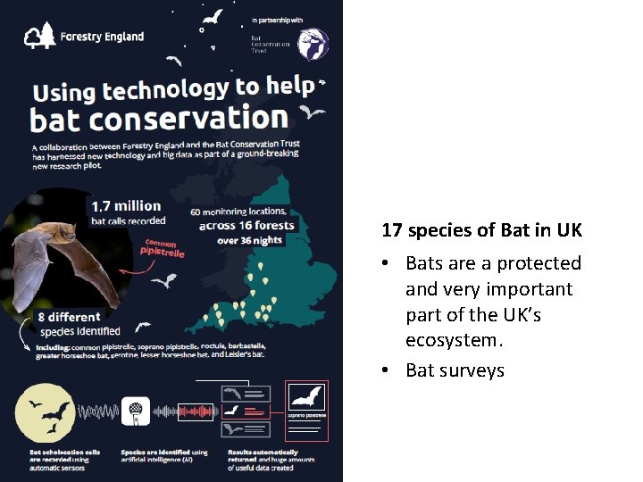 17 species of Bat in UK • Bats are a protected and very important