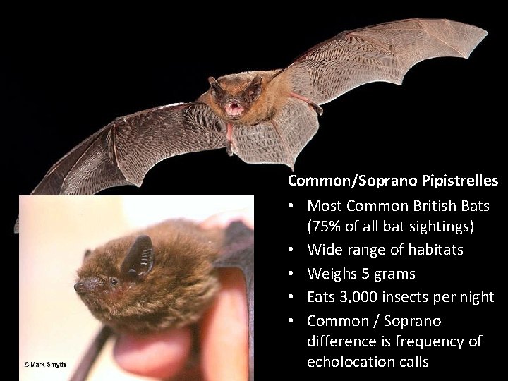 Common/Soprano Pipistrelles • Most Common British Bats (75% of all bat sightings) • Wide
