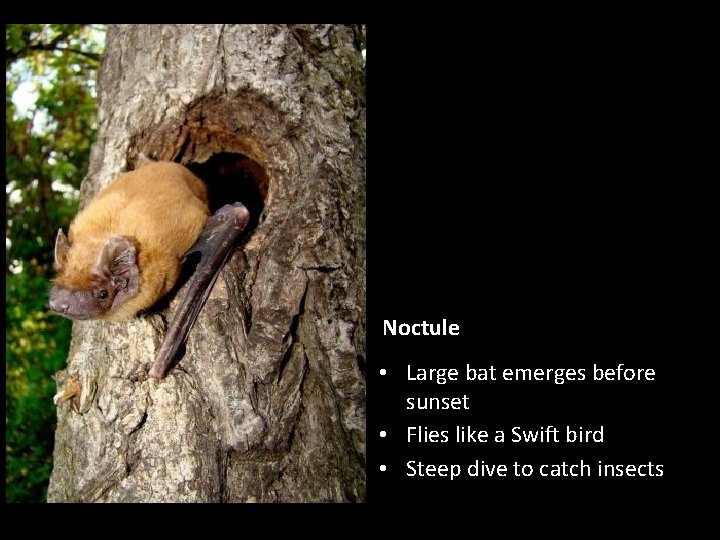 Noctule • Large bat emerges before sunset • Flies like a Swift bird •