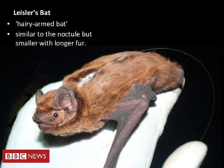 Leisler’s Bat • 'hairy-armed bat’ • similar to the noctule but smaller with longer