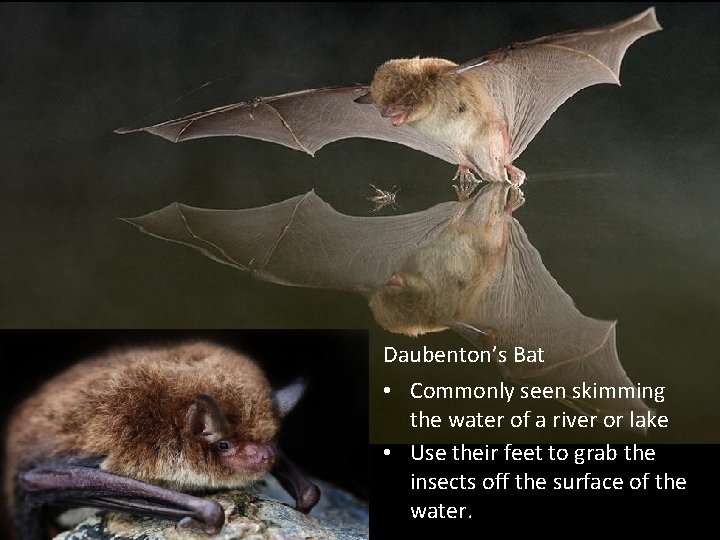 Daubenton’s Bat • Commonly seen skimming the water of a river or lake •