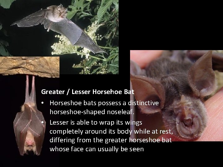 Greater / Lesser Horsehoe Bat • Horseshoe bats possess a distinctive horseshoe-shaped noseleaf. •