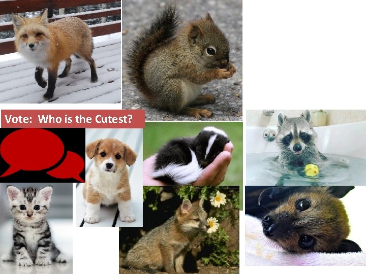 Vote: Who is the Cutest? 