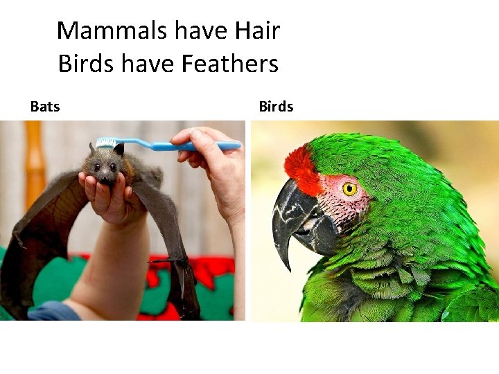 Mammals have Hair Birds have Feathers Bats Birds 