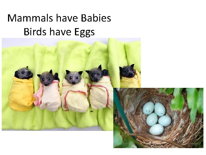 Mammals have Babies Birds have Eggs 