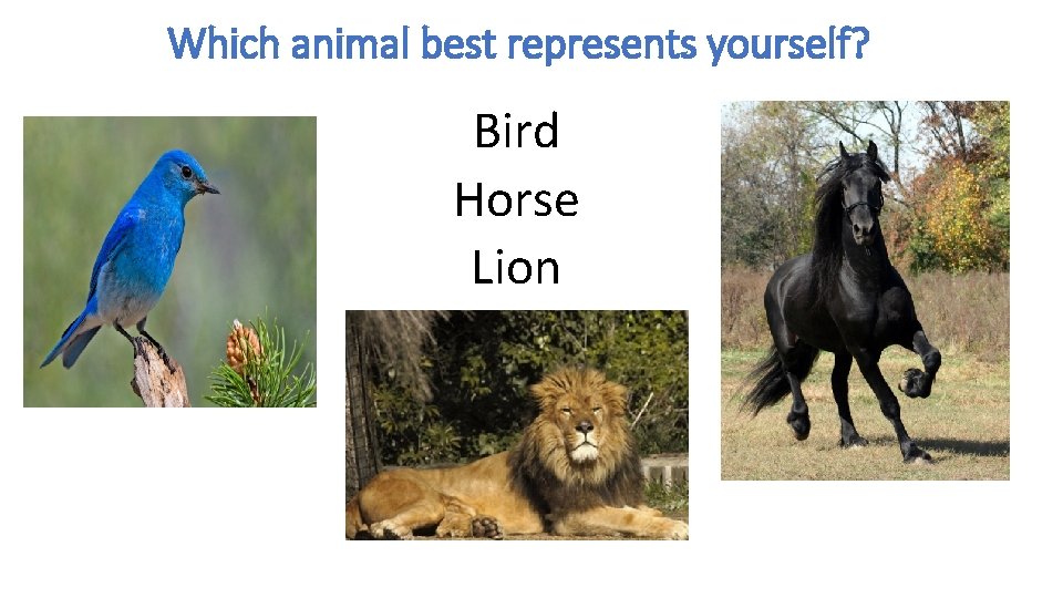 Which animal best represents yourself? Bird Horse Lion 