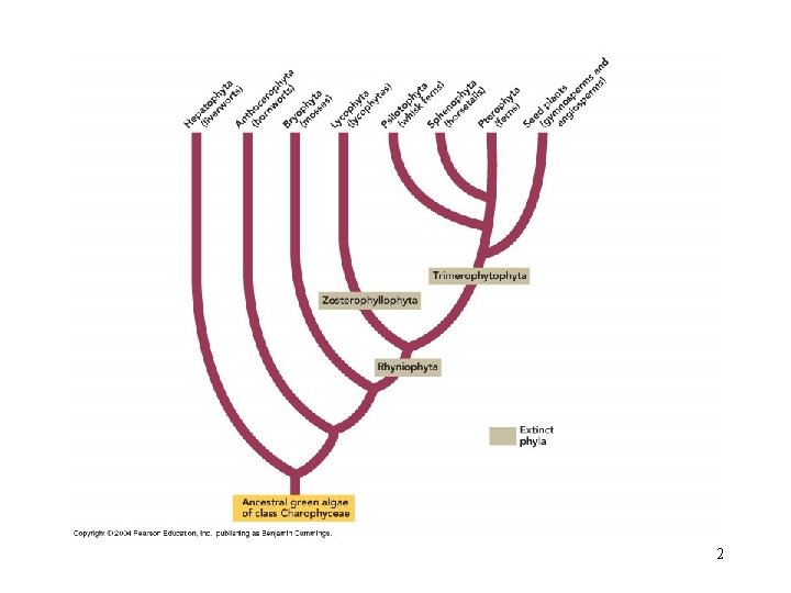 Botany 4 Lecture 33 The Evolution of Plants