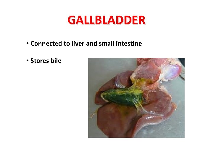 GALLBLADDER • Connected to liver and small intestine • Stores bile 