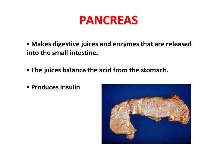 PANCREAS • Makes digestive juices and enzymes that are released into the small intestine.