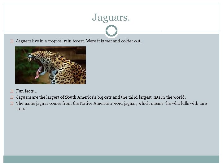 Jaguars. � Jaguars live in a tropical rain forest. Were it is wet and