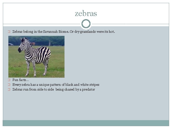 zebras � Zebras belong in the Savannah Biome. Or dry grasslands were its hot.
